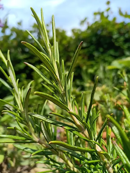 12 Benefits of Rosemary for Health, Memory, and Wellness