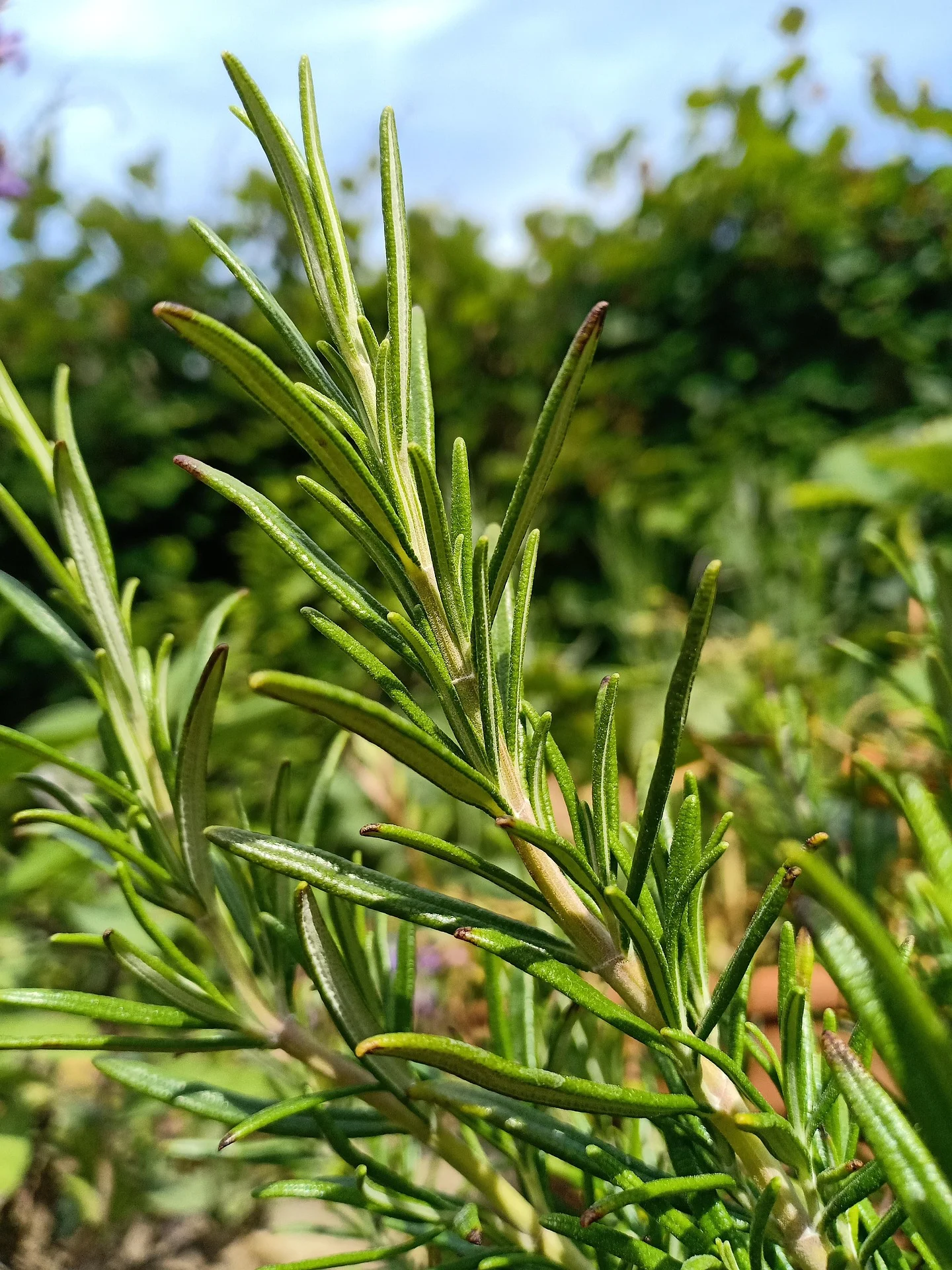 12 Benefits of Rosemary for Health, Memory, and Wellness